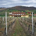 Zdjelarevic 6