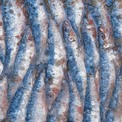 Uvodna sredle