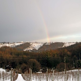 Zlatne gorice 3594