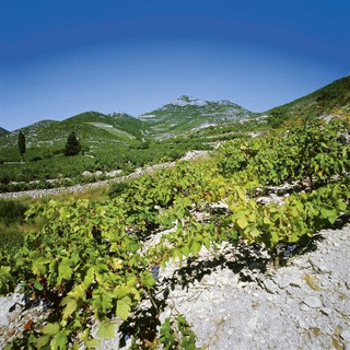 Dfabijanic milos
