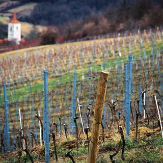 Dfabijanic vino2