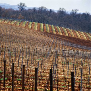 Vinograd