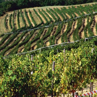 Vinar 2