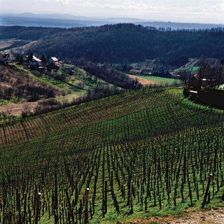 Vinar tomac1