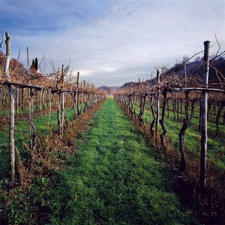 Kozlovic 5