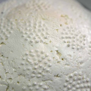 Img 0235