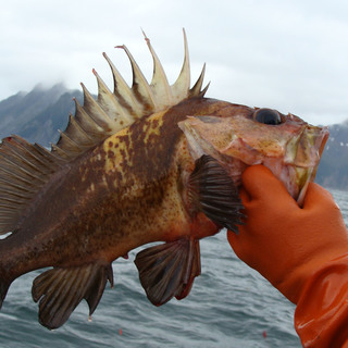 Quillback rockfish