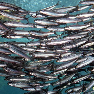 Sardines vs anchovies 1314903jpg e6baaaadd71adeea