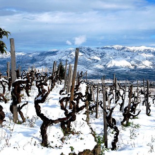 Guardiola vineyard in winter 02