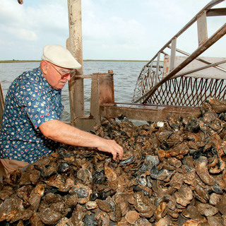 Dsr drago oyster farm