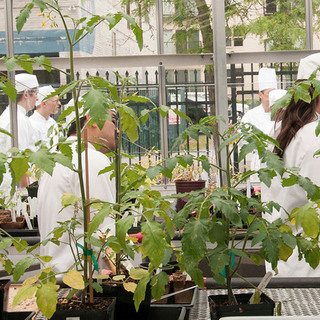 Seattle culinary academy greenhouse at seattle central college