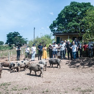 A casa do porco   francisco cred rogerio gomes (41)