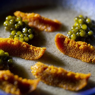 Sea urchin with %e2%80%9cboletus%e2%80%9d mushroom royal